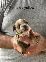 Yellow collar, a female English Bulldog for sale in Elwood, IN – 1 of 3