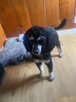 Phantom AKC, a male Poodle - Miniature  for sale in Santa Rosa, CA – Photo 2 of 2
