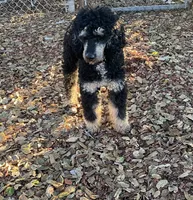 AKC Phantom, a male Poodle - Miniature  for sale in Santa Rosa, CA – 2 of 3