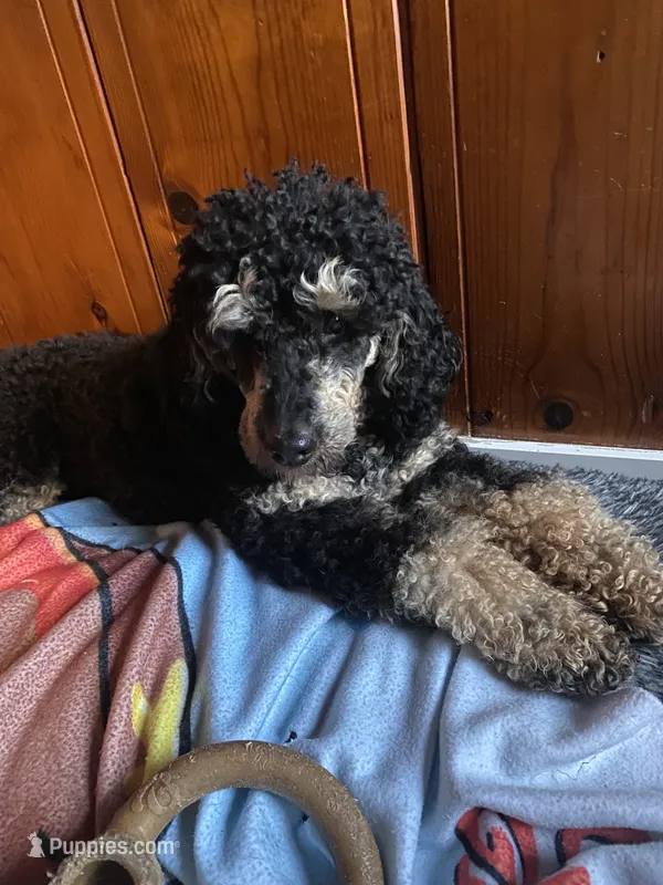 AKC Phantom – Poodle - Miniature  puppy for sale in Santa Rosa, CA