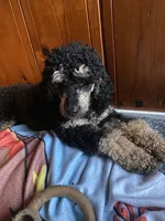 AKC Phantom, a male Poodle - Miniature  for sale in Santa Rosa, CA – 1 of 3