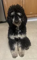 AKC Phantom, a male Poodle - Miniature  for sale in Santa Rosa, CA – 3 of 3