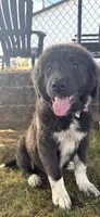 Moose, a male Caucasian Ovcharka for sale in Portland, OR – 2 of 3