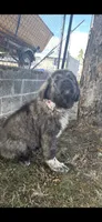 Moose, a male Caucasian Ovcharka for sale in Portland, OR – 3 of 3