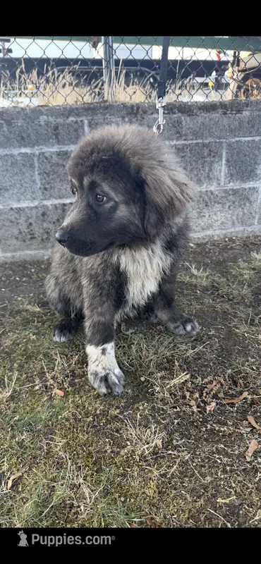 Moose – Caucasian Ovcharka puppy for sale in Portland, OR