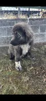 Moose, a male Caucasian Ovcharka for sale in Portland, OR – 1 of 3
