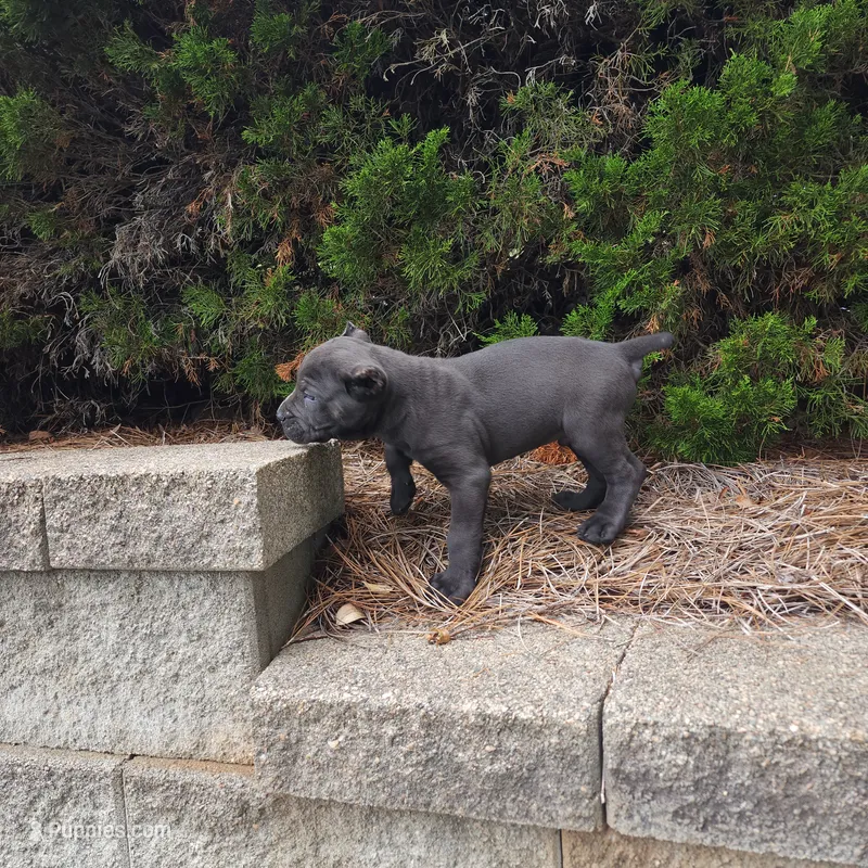 Blue – Cane Corso puppy for sale in Greensboro, NC