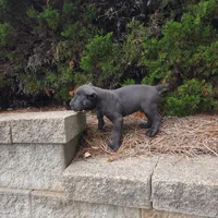 Blue, a male Cane Corso for sale in Greensboro, NC – 1 of 4