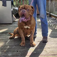 Hooch, a male Dogue de Bordeaux for sale in Greensboro, NC – 3 of 3