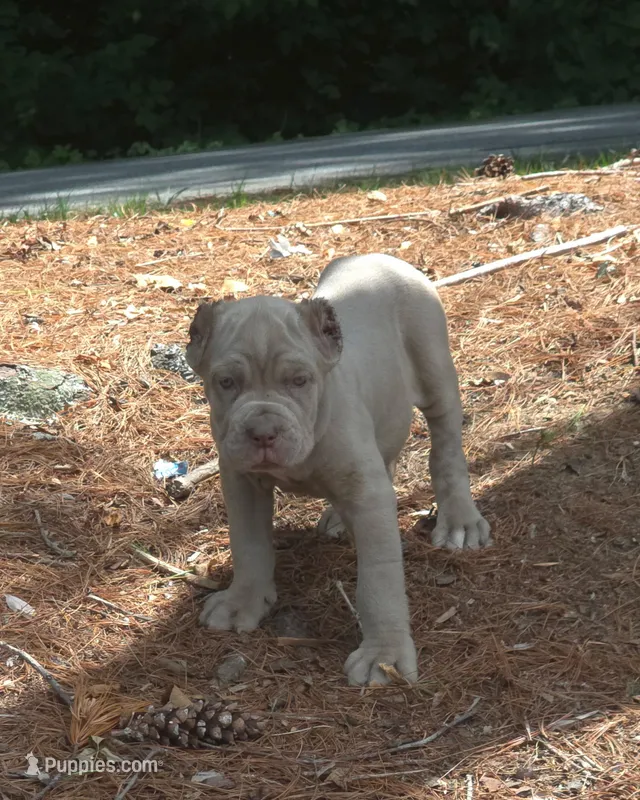 Tupac – Cane Corso puppy for sale in Greensboro, NC