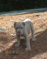 Tupac, a male Cane Corso for sale in Greensboro, NC – 1 of 7