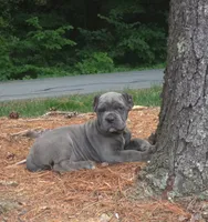 Smurfet, a female Cane Corso for sale in Greensboro, NC – 4 of 4
