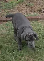 Annabell, a female Neapolitan Mastiff for sale in Winston-Salem, NC – 1 of 4