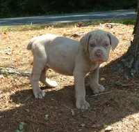 MARLO , a male Neapolitan Mastiff for sale in Greensboro, NC – 5 of 5