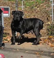 Queen , a female Boerboel for sale in Greensboro, NC – Photo 3 of 4