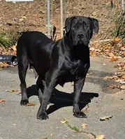 Queen , a female Boerboel for sale in Greensboro, NC – Photo 4 of 4
