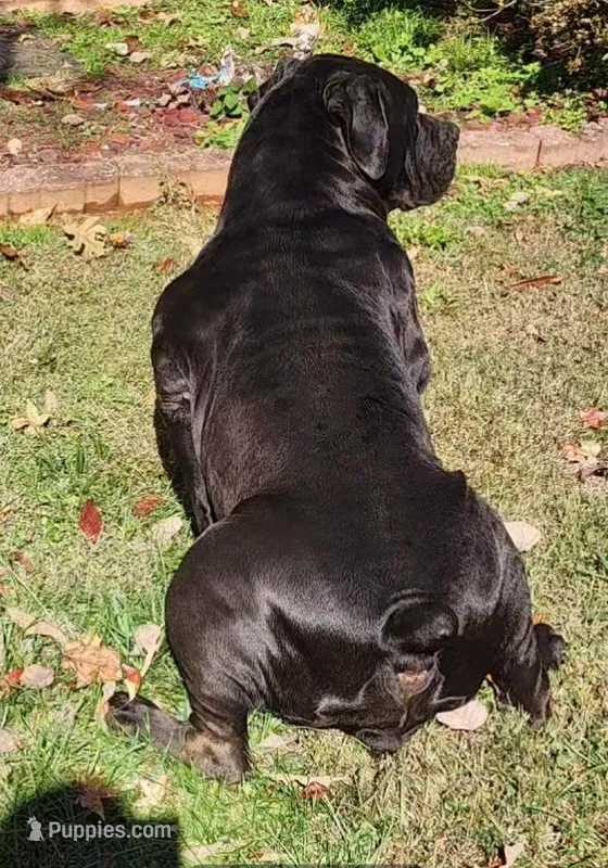 Queen  – Boerboel puppy for sale in Greensboro, NC