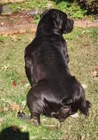 Queen , a female Boerboel for sale in Greensboro, NC – Photo 1 of 4