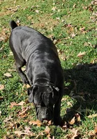 Queen , a female Boerboel for sale in Greensboro, NC – Photo 2 of 4