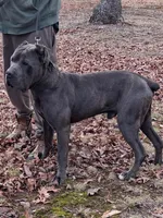 Mack, a male Cane Corso for sale in Charlottesville, VA – Photo 4 of 4