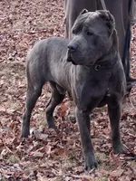 Mack, a male Cane Corso for sale in Charlottesville, VA – Photo 2 of 4