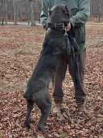 Mack, a male Cane Corso for sale in Charlottesville, VA – Photo 3 of 4