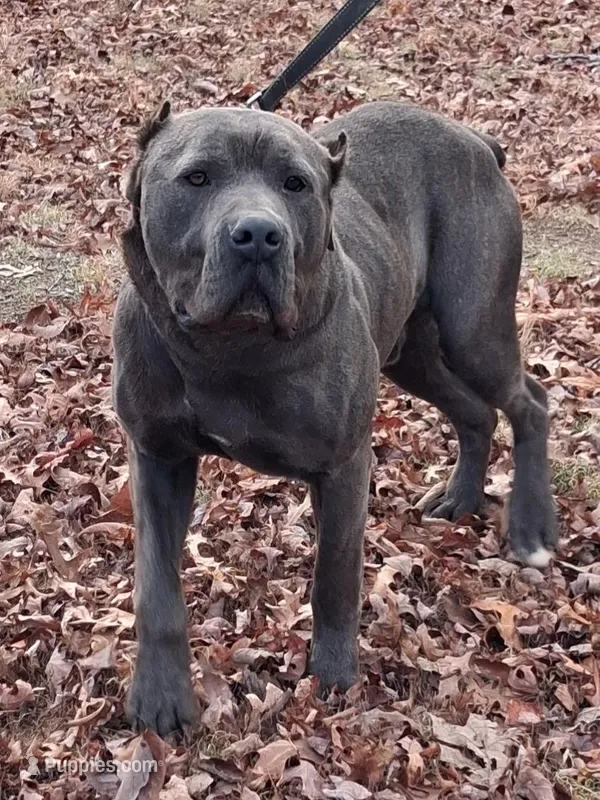 Mack – Cane Corso puppy for sale in Charlottesville, VA
