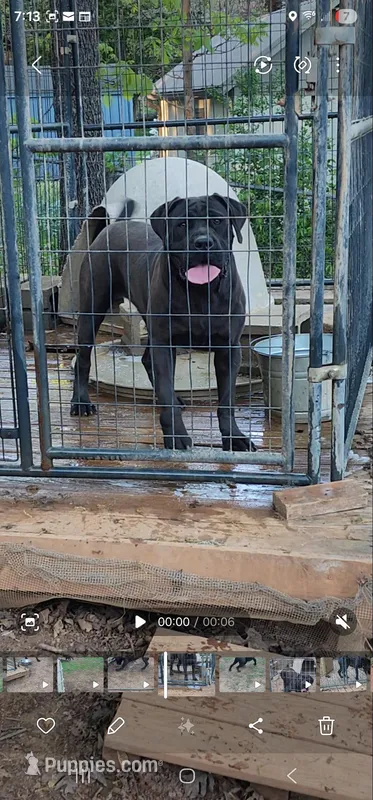 Queen – Boerboel puppy for sale in Charlottesville, VA