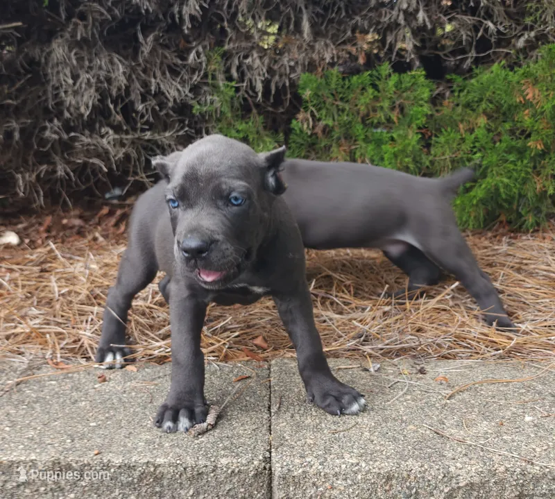 Smurfet – Cane Corso puppy for sale in Greensboro, NC