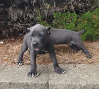 Smurfet, a female Cane Corso for sale in Greensboro, NC – 1 of 4