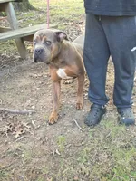 Beauty, a female Cane Corso for sale in Winston-Salem, NC – 7 of 7