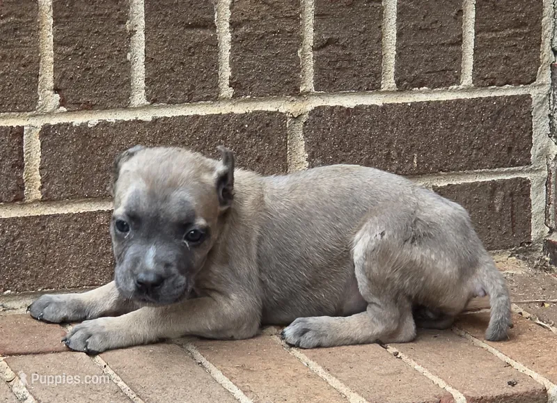 Whitney – Cane Corso puppy for sale in Winston-Salem, NC