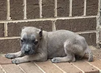 Whitney, a female Cane Corso for sale in Winston-Salem, NC – 1 of 6