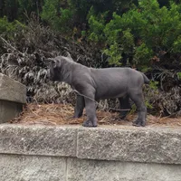 Blue, a male Cane Corso for sale in Greensboro, NC – 4 of 4