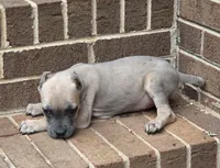 Formentina, a female Cane Corso for sale in Greensboro, NC – 3 of 6