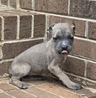 Whitney, a female Cane Corso for sale in Winston-Salem, NC – 2 of 6