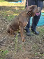 KING, a male Cane Corso for sale in Winston-Salem, NC – 3 of 4