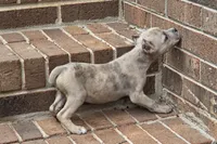 Beauty, a female Cane Corso for sale in Winston-Salem, NC – 2 of 7