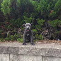Blue, a male Cane Corso for sale in Greensboro, NC – 2 of 4