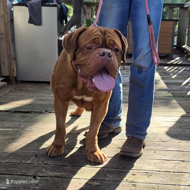 Hooch – Dogue de Bordeaux puppy for sale in Greensboro, NC