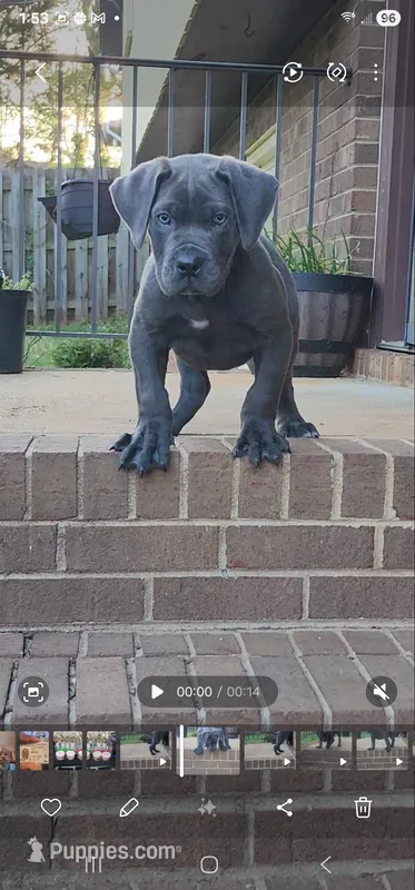 King – Boerboel puppy for sale in Charlottesville, VA