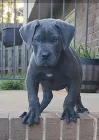 King, a male Boerboel for sale in Charlottesville, VA – Photo 3 of 3