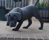 King, a male Boerboel for sale in Charlottesville, VA – Photo 2 of 3