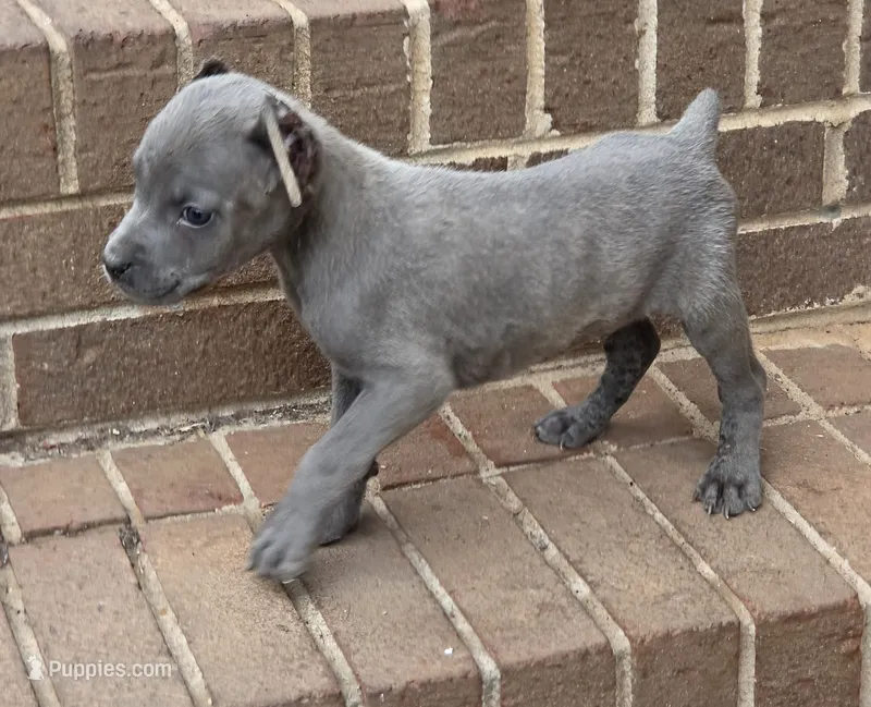 Blue – Cane Corso puppy for sale in Winston-Salem, NC