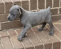 Blue, a male Cane Corso for sale in Winston-Salem, NC – 1 of 5