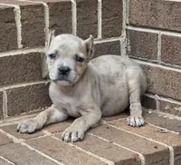 Beauty, a female Cane Corso for sale in Winston-Salem, NC – 5 of 7
