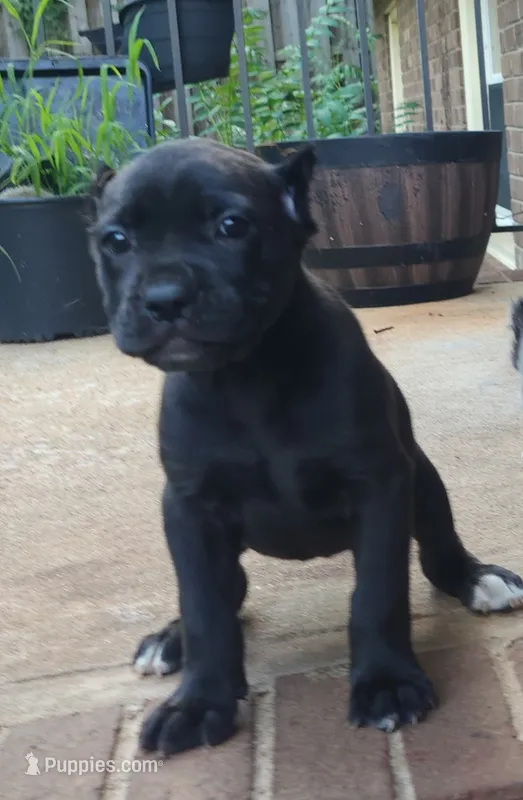 Blacky – Cane Corso puppy for sale in Greensboro, NC