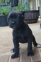 Blacky, a female Cane Corso for sale in Greensboro, NC – 1 of 1