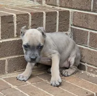 Formentina, a female Cane Corso for sale in Greensboro, NC – 1 of 6