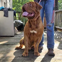 Hooch, a male Dogue de Bordeaux for sale in Greensboro, NC – 2 of 3